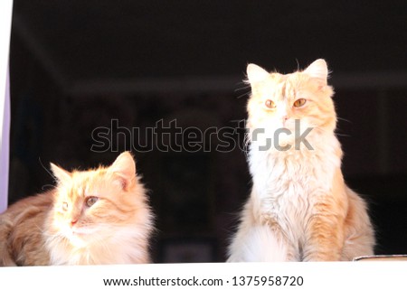 two bright red color fluffy cats rest on window in warm spring day