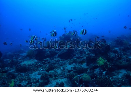 diving into water / sea scene, rest in the ocean, wildlife under water