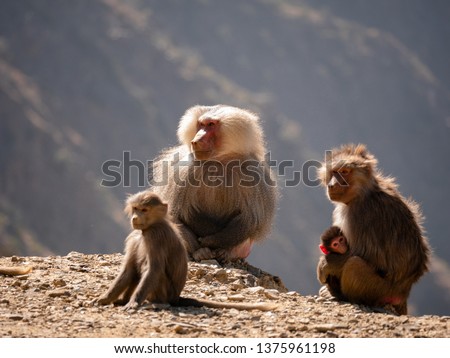 Hamadryas Baboons up in the Al Souda Mountains in the Abha region, Saudi Arabia