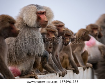 Baboons up in the Al Souda Mountains in the Abha region, Saudi Arabia
