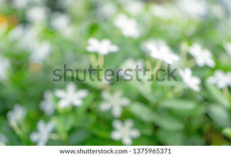 Abstract image from greenery leaf nature, bokeh photo of fresh soft white flower blooming on green leaves blurred background, natural plant in garden
