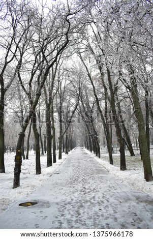 Icy path of a Bucharest park, with trees bending over like a Gothic old ruin.
This picture was taken in the aftermath of an ice blizzard in Bucharest. 