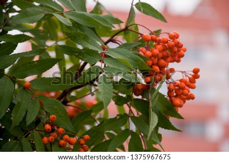 Branch of rowan-tree with red berries in the form of heart