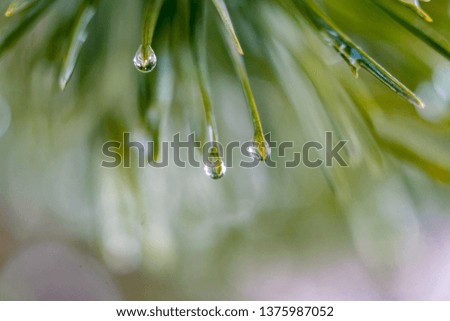 rain droplets flow down the needles, forest after the rain, spring branches, wallpaper