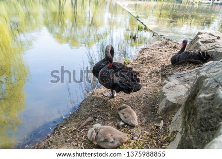 Black swan in the early spring at the Yuanmingyuan Lake