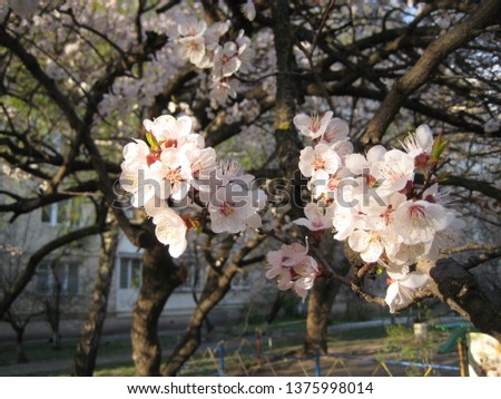 beautiful flowering branches of the apricot tree