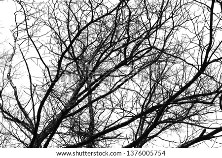 Abstract pattern. Dry branches layer.