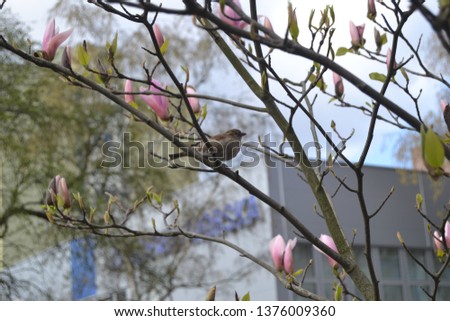 Sparrow in the branch of magnolia. pink magnolia blooming. 