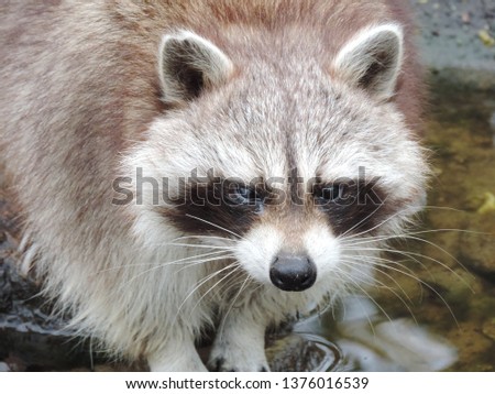 Picture of a racoon. This friendly racoon welcomes you! 