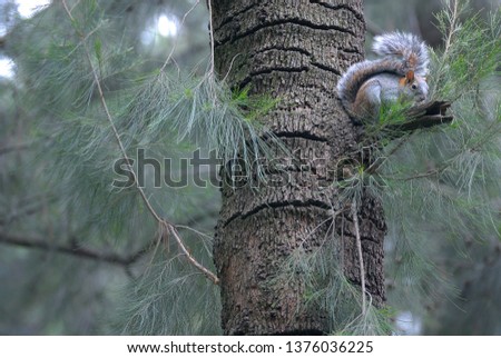 Squirrel on a tree in the forest in a very high position. Mexico.