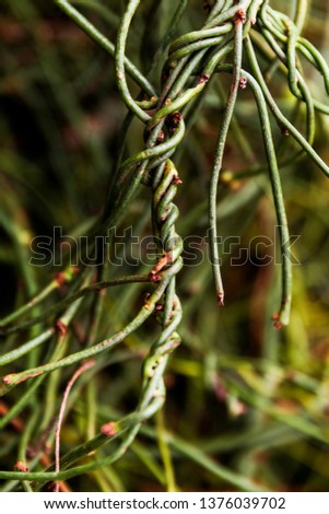 Tiny tangled vine creeping alongside tree.