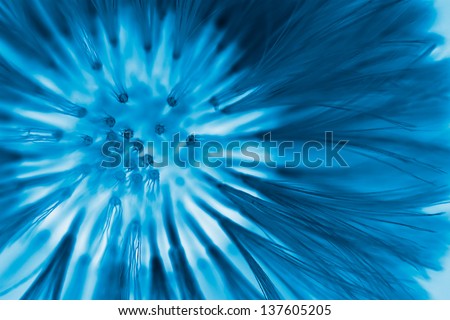 head of dandelion close up, negative image effect