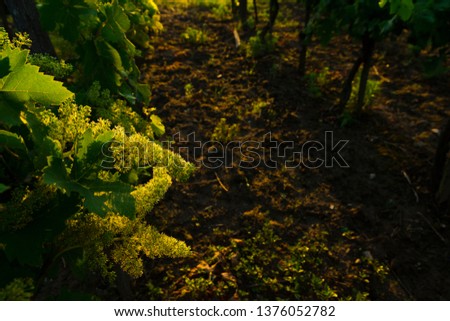 flowering grape vines on way to change berry