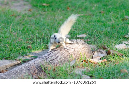 Roaming White Squirrel