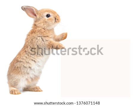 Brown cute baby rabbit standing and touches a billboard on white background. Lovely action of young rabbit. Royalty-Free Stock Photo #1376071148