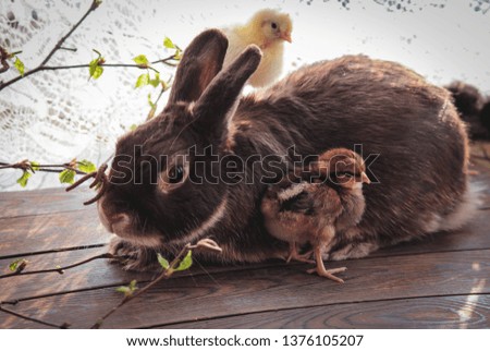Rabbit with small chickens