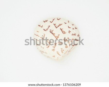 Close-up shells placed on a white background. Summer concept