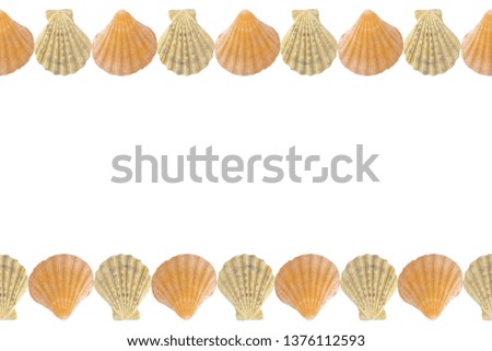 sea shell frame, white background isolated