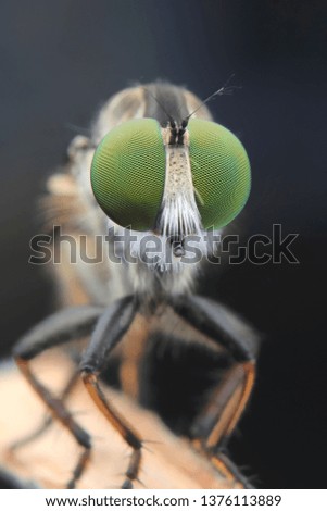eye robberfly mini