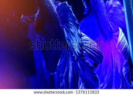 blue color Siamese fighting fish(Rosetail),fighting fish,Betta splendens,on black background,Betta Fancy Koi Half Moon Plakat