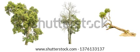 Collection of isolate pictures of green tree. Large perennial on white background. tree dicut at isolated. Use for create the accompanying printed materials and website.  