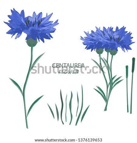 Centaurea. Vector flowers illustration on isolated background.