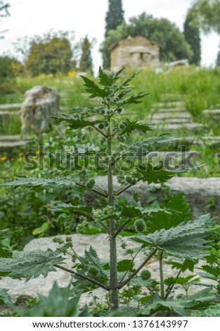 Urtica pilulifera or Roman nettle green plant flowering with small balls in spring season, botany background