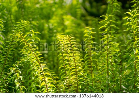 Fresh young bud soft green leaves of Wrightia religiosa variegata plant spreading on blurred background under sunlight in garden,  abstract image from greenery nature selective focus