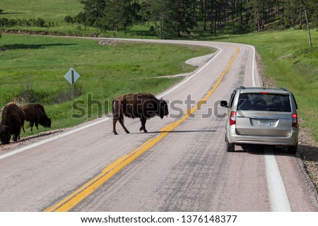 A car full of tourists stopped to take pictures of a bison crossing the road with his tongue sticking out.