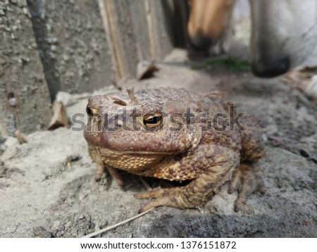 Dogs are sniffing a sitting toad. The toad is in focus, the dogs are in the background