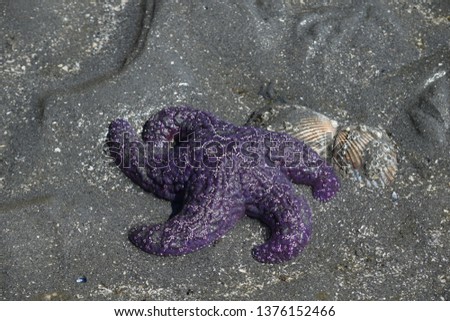 Single Purple Starfish laying in the sand , in a natural environment at low tide.