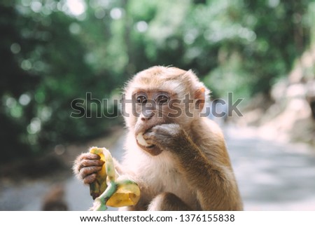 Portrait of monkeys. Eating a banana. Fighting. Thailand