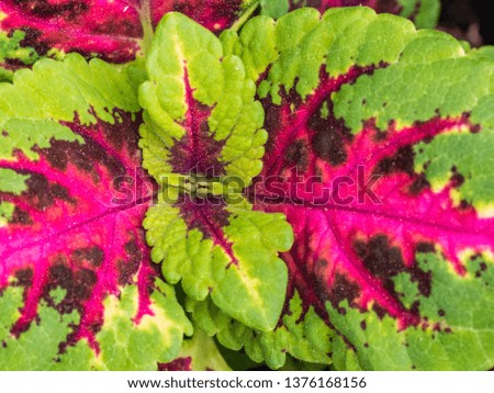 Colorful leaves seen from up close
