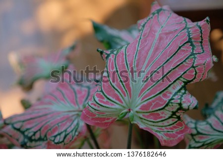 beauty Caladium leaf