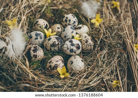 Close up photo of Easter quail eggs in a nest of hay, moss and feathers on a background of hay and an old wooden board with moss.