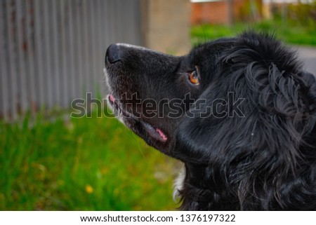 Black dog in a green field