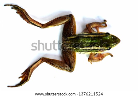 Green-brown-yellow striped frog, isolated on a white background