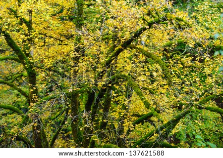 Vibrant autumn colors and trees in the forest