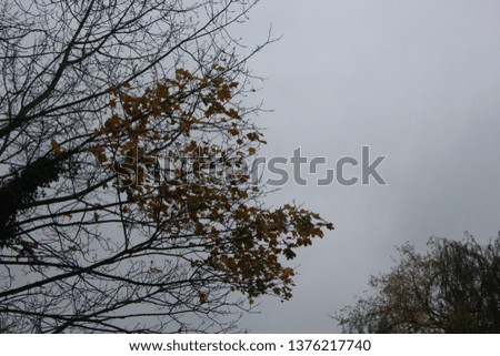 Branches in the overcast winter sky