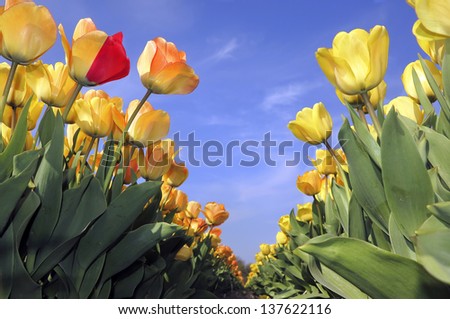 Red, pink and yellow tulip fields isolated on a blue sky  in the Netherlands, near Keukenhof, Lisse