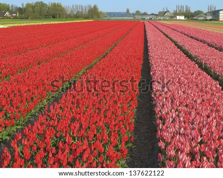 Red, pink and yellow tulip fields at sunset in the Netherlands, near Keukenhof, Lisse  with a village in the background