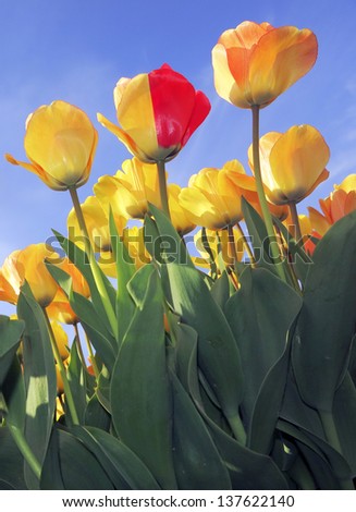 Red, pink and yellow tulip fields isolated on a blue sky in the Netherlands, near Keukenhof, Lisse