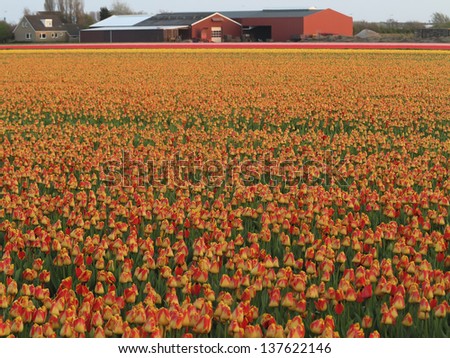 Red, pink and yellow tulip fields at sunset in the Netherlands, near Keukenhof, Lisse