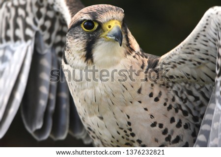 Peregrine Melin Falcon Bird of Prey Royalty-Free Stock Photo #1376232821
