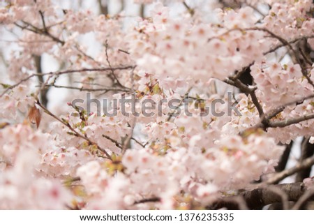 Japanese cherry blossoms in full bloom are very beautiful