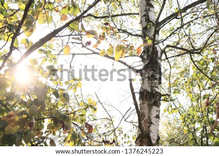 Sun light through leaves