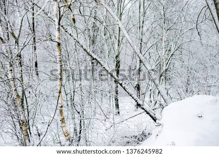 Cloudy winter day in the forest, birch trees close-up, Latvia