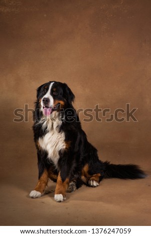 Portrait of Bernese mountain dog sitting in studio on brown blackground and looking at camera interested
