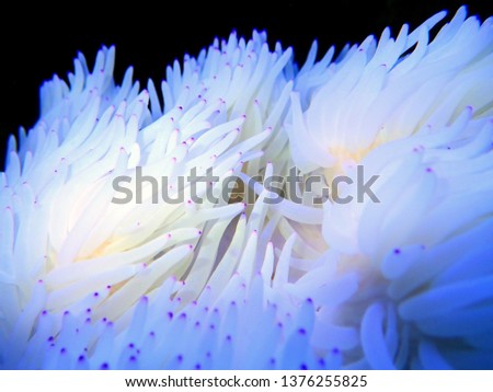 White Sebae Anemone - (Heteractis crispa)