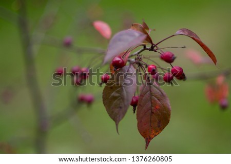 Amelanchier and Red leaves